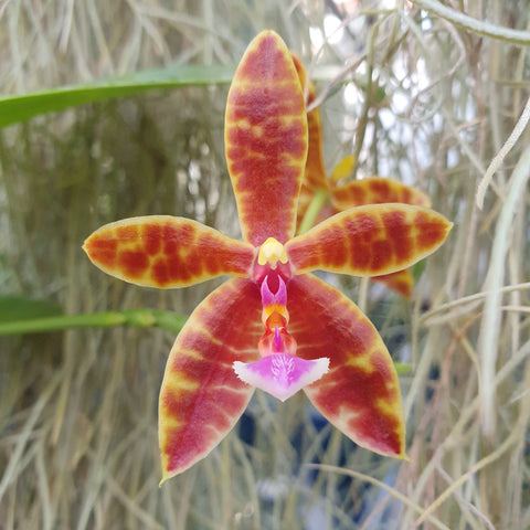 Phalaenopsis mariae x cornu cervi chattaladae