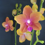 Phalaenopsis Bolgheri