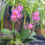 Phalaenopsis Liu's Triprince