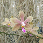 phalaenopsis honghenensis x tetraspis