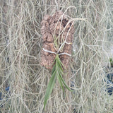 Epidendrum Parkinsonianum