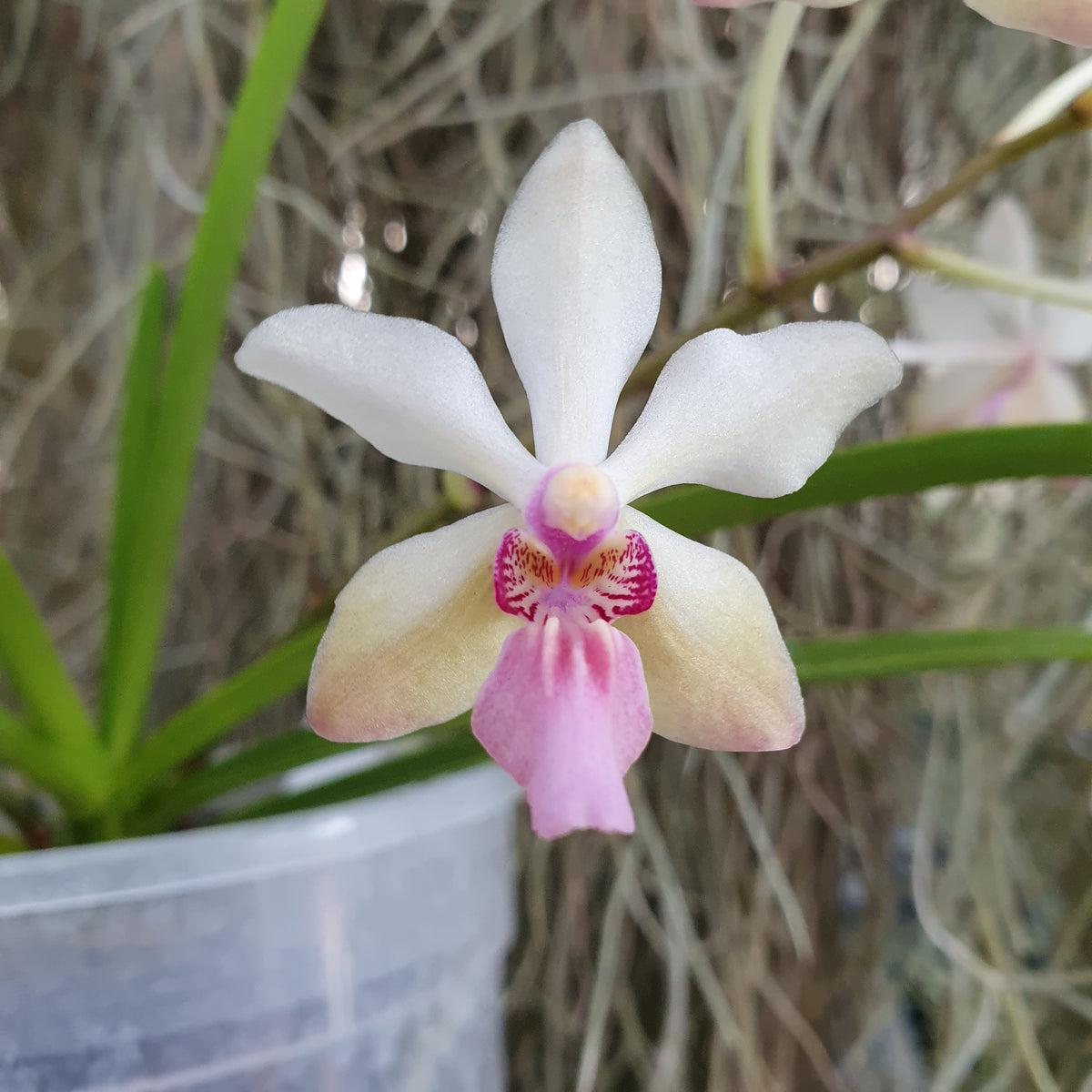 Holcoglossum rupestre x vanda lamellata boxallii