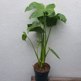 Monstera deliciosa