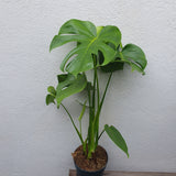 Monstera deliciosa