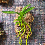 Rangaeris amaniensis