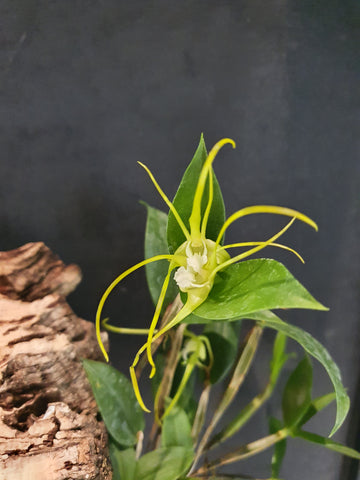 Dendrobium tetragonum alba