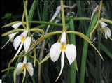 Epidendrum Parkinsonianum