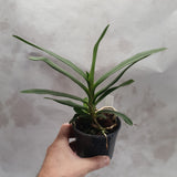 Angraecum  eburneum var xerophyllum