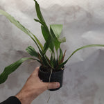 Coelogyne speciosa