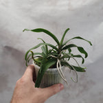 Pomatocalpa angustifolia