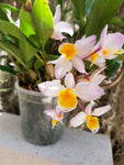 Dendrobium farmeri