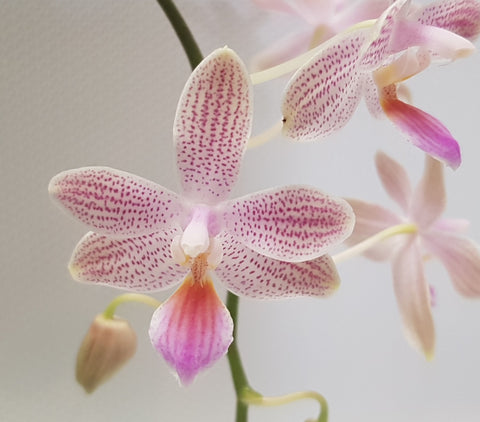 Phalaenopsis Tetraspis x lindenii