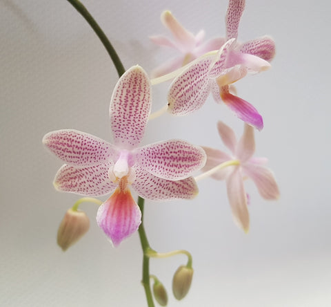Phalaenopsis lindenii x mariae