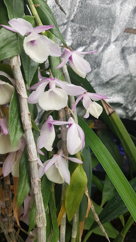 Dendrobium pierardii