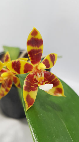 Phalaenopsis cornu-cervi x corningiana