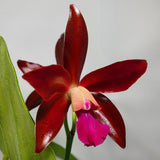 Laeliocattleya Sagarik wax
