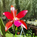 Laeliocattleya Sagarik wax