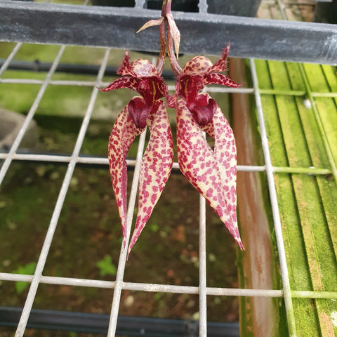 Bulbophyllum Emily Siegerist x frostii