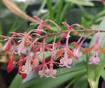 Epidendrum embreii x capricornu