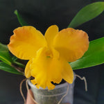 Potinara Free Spirit "Miami Sun"