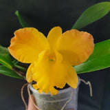 Potinara Free Spirit "Miami Sun"