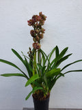 Cymbidium magic vogel's