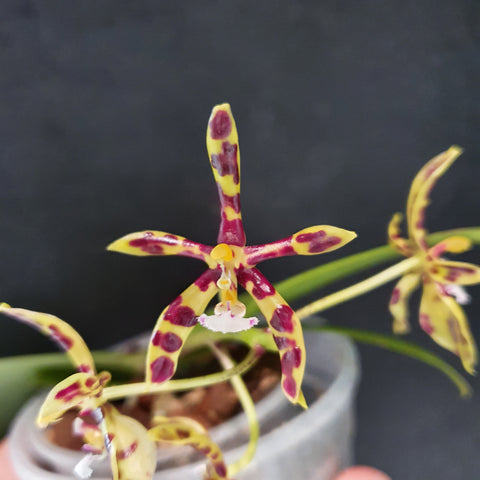 Phalaenopsis mannii dark