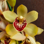 cymbidium jaune/vert