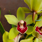 cymbidium jaune/vert