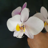 Phalaenopsis philippinensis