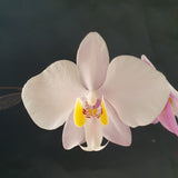 Phalaenopsis philippinensis