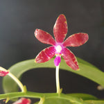 Phalaenopsis mariae hybride