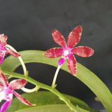 Phalaenopsis mariae hybride