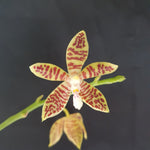 Phalaenopsis tetraspis x viridis