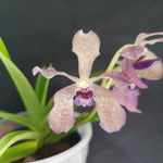 Vanda coerulea blue x pumila