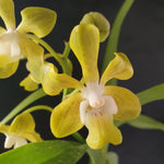 Vanda denisionana x tessellata