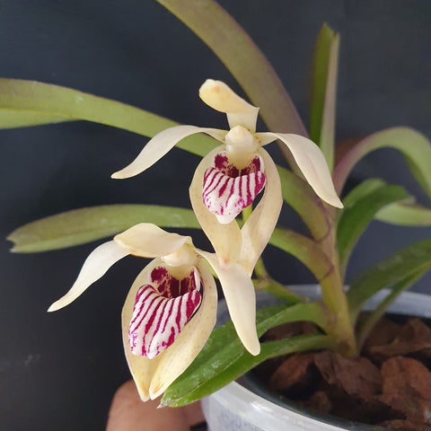 Vanda pumila x cristata