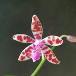 Phalaenopsis mariae