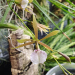 Encyclia bractescens
