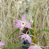Dendrobium hercoglossum