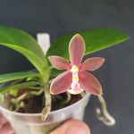 Phalaenopsis joshua irwin ginsberg x mannii flava