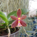 Phalaenopsis joshua irwin ginsberg x mannii flava