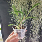 Dendrochilum Pallidiflavens