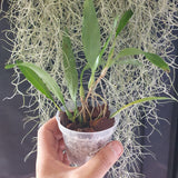 Dendrochilum Pallidiflavens