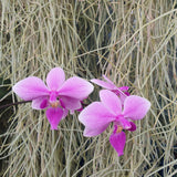 Phalaenopsis schilleriana x equestris var rosea