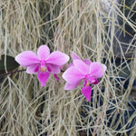 Phalaenopsis schilleriana x equestris var rosea