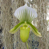 Paphiopedilum clair de lune