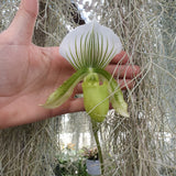 Paphiopedilum clair de lune