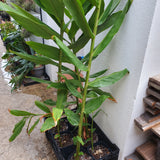 Hedychium coronarium