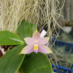 Phalaenopsis violacea blue